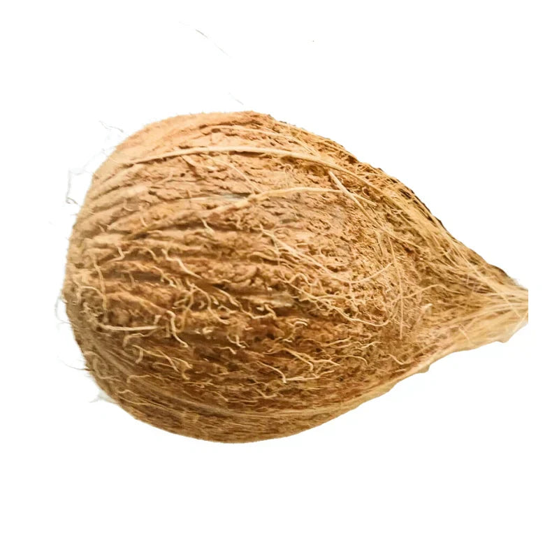 Coconut - Medium