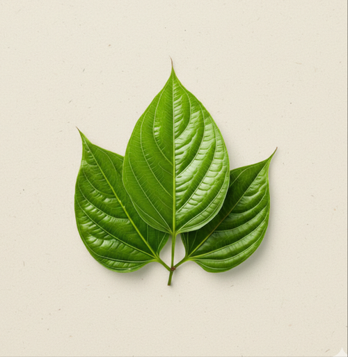 Betel Leaf pack of 10