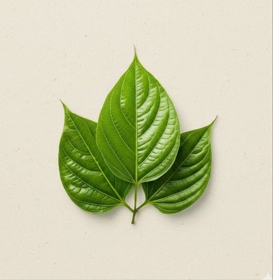 Betel Leaf pack of 10