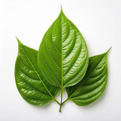 Betel Leaf pack of 10