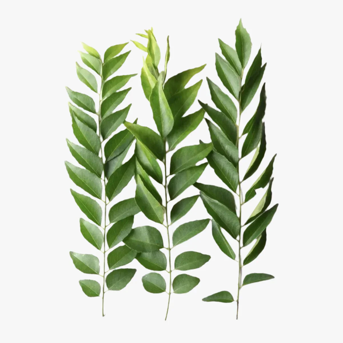 Curry leaves (Karivepilla )