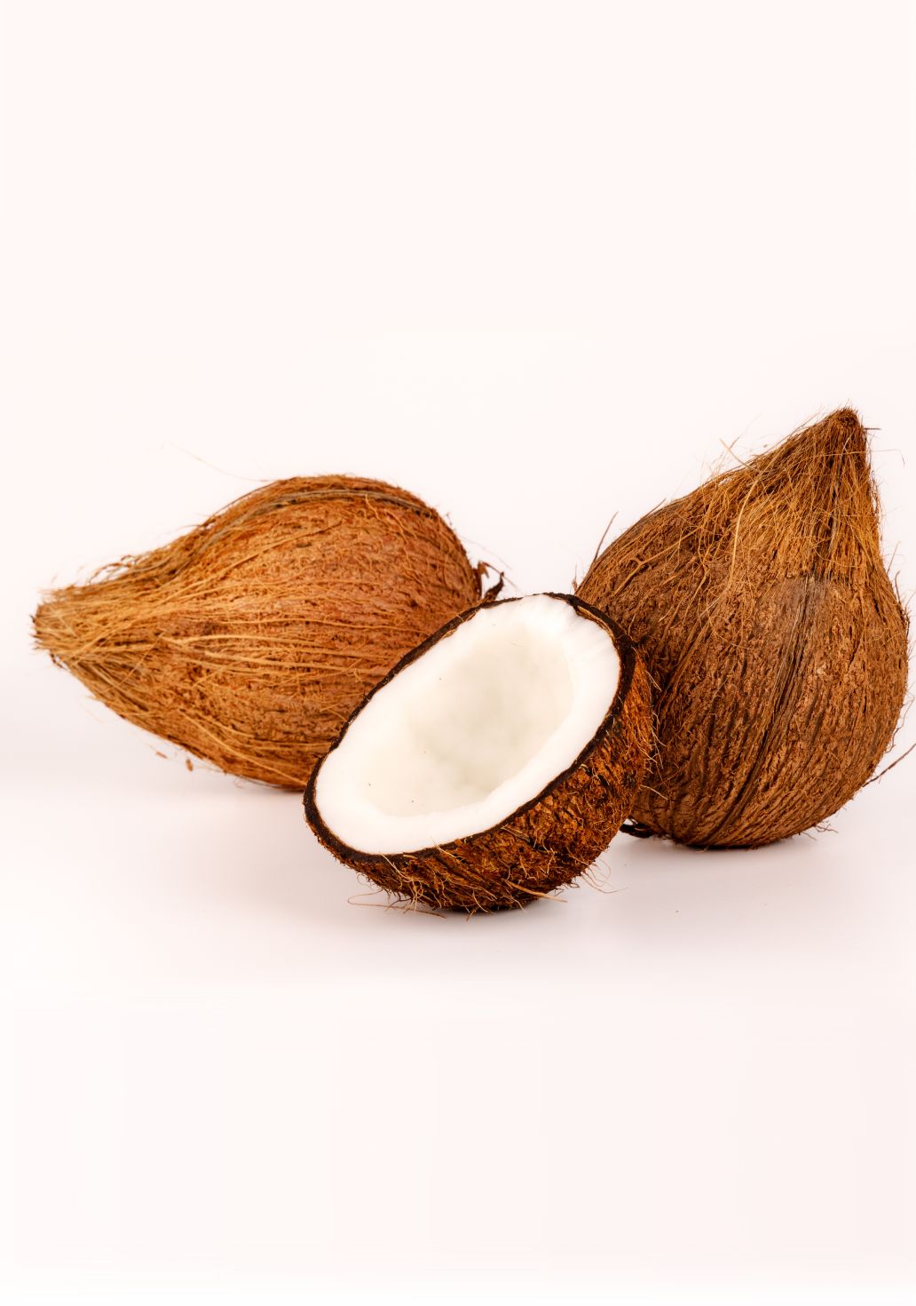 Coconut - Medium