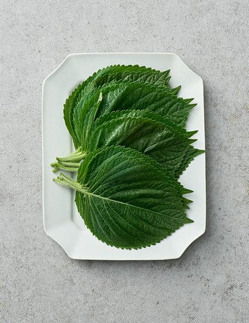 Betel Leaf pack of 10